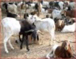 Government initiates programme for livestock development