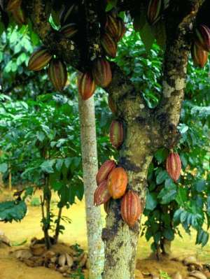 Amanase Chief Farmer appeals to Cocoa Services for Extension Officers