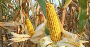 GMO Court CaseHearing Set For March 11