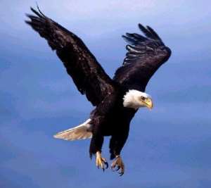 Virgin Nigeria Airways Now Nigerian Eagle Airlines