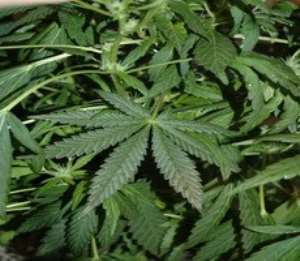 Large scale cultivation of wee in Northern Regional town causes stir