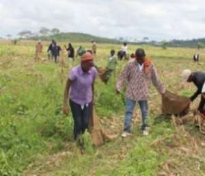 Ghanaian farmers earn extra from 'purchase for progress' initiative