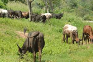 Fulani Herdsmen Fined GHC20,400.00 For Destroying Reserve