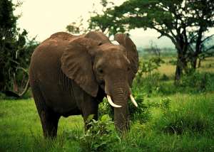Elephant Kills NPP Man