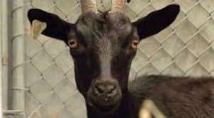 Army officer dies in attempt to save goat