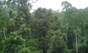 The Kakum Forest in Ghana