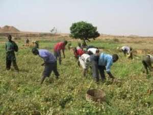Ejura Farmers Embrace Planting For Food And Jobs