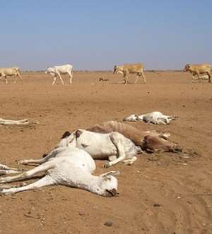 Livestock succumb to drought  Photo:Courtesy
