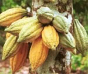 A cocoa tree with a good yield