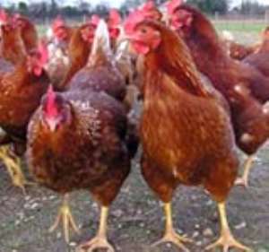 Ghana's Poultry Industry Collapsing--Group Laments