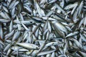 Ghanaian Youth Challenged To Venture Into Fish Cage Farming