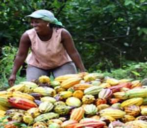 Cocoa beans to waste, as Dockers strike over poor pay