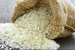 CSIR Harvests Fourth Batch Of Genetically Modified Rice