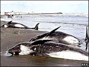 Whales washed ashore Ghana coast
