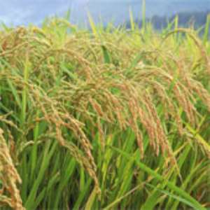 Project launched to boost rice production