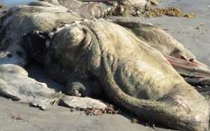 Dead Whale found at Atuabo