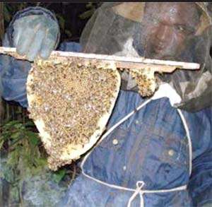 A beekeeper with Kenya brood comb