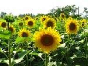 Sunflower processing factory inaugurated at Tema