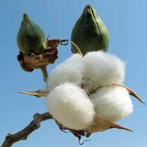 Cotton, Cashew production to receive boost in Ghana