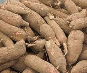 Cassava Consciousness from The Tamarind Galaxy part two