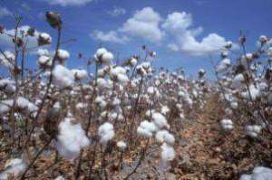 Poor Pricing Collapsed Cotton Farming In Ghana---Chairman