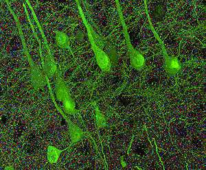 Whole-Brain Thinking in the Age of AI: Preparing for a Future Beyond Machines