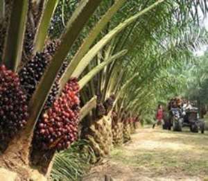 Guidelines for responsible production of palm oil developed