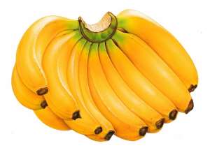 Banana Bunchy Top Virus Spreading In Nigeria
