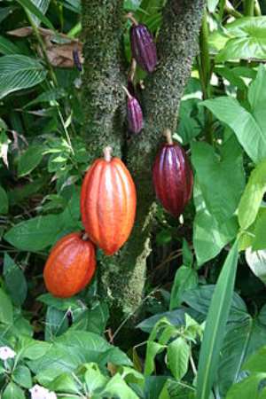 Ghana Safeguards  Cocoa Forest Landscape