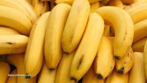 Bill Gates Human Experimentation With GM Bananas In Africa Condemned By Scientists