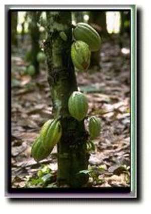 Government asked to withdraw subsidies on cocoa inputs