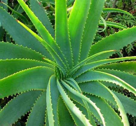 Aloe Vera The Natural Healer