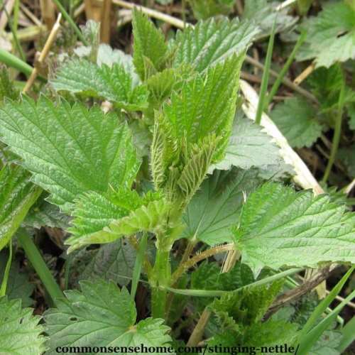 Prostatitis and Stinging Nettle Does it work