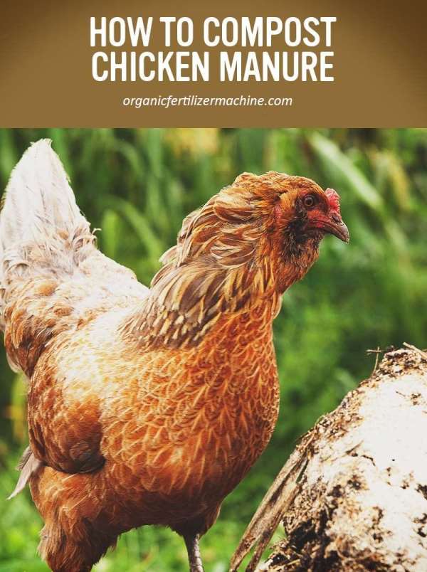 how-to-process-chicken-manure-into-organic-fertilizer