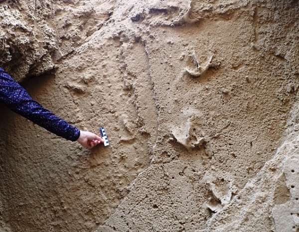 These fossil trackways resemble the tracks left by flamingos today, but are bigger. Just above the scale bar one can see (more faintly) the 'tramline traces' made by the ancient birds' stomping action. - Source: Charles Helm