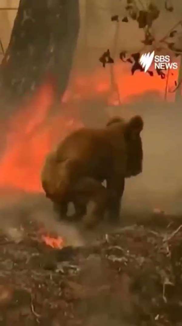Incendiary Extinctions: Australian Fires and the Species Effect