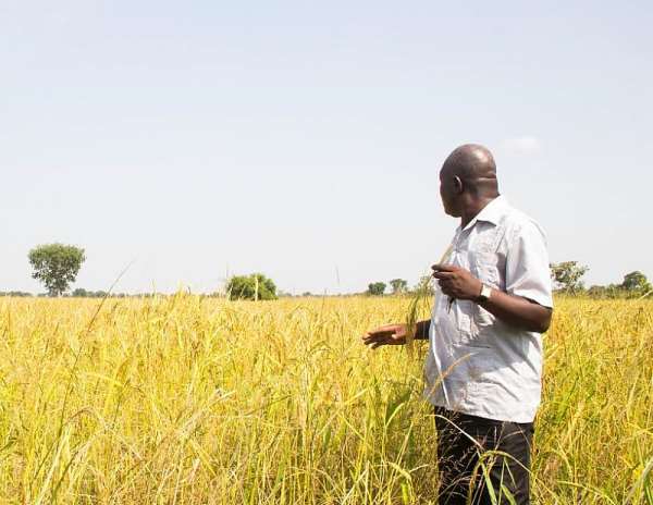 The Untold Story Of The Ghanain Farmer, A Case Study Of The Rice Farmer 