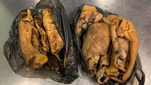 Stinking luggage: A woman transported with seven kilos of cowhide in her suitcase