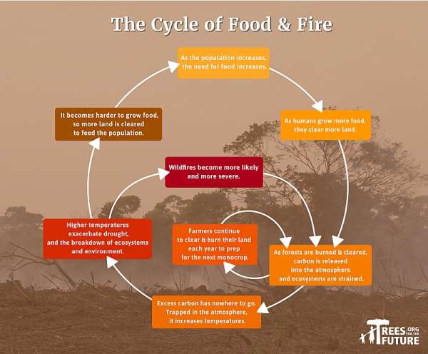 The Cycle Of Food And Fire Australias Wildfires Are Part Of A Vicious Biology Diagrams