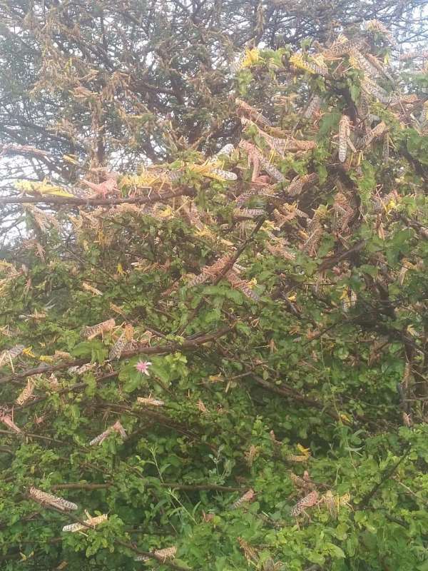 African Governments Must Not Take Desert Locust Invasion Lightly, PACJA