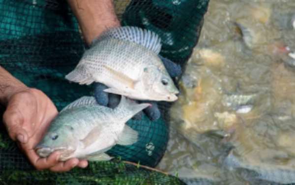 Why Authorities May Have Warned Against Drinking From River Tano After The Pollution