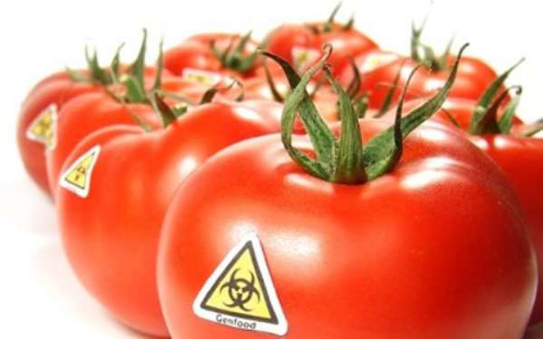 Peasant Farmers Happy With Govt Decision To Introduce GMO