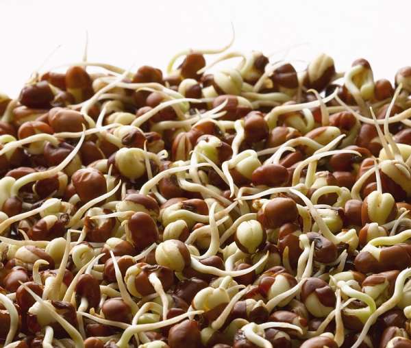 Cowpea, also known as Black Eyed Pea, is a staple crop in Nigeria - Source: Photo by FlowerPhotos/Universal Images Group via Getty Images