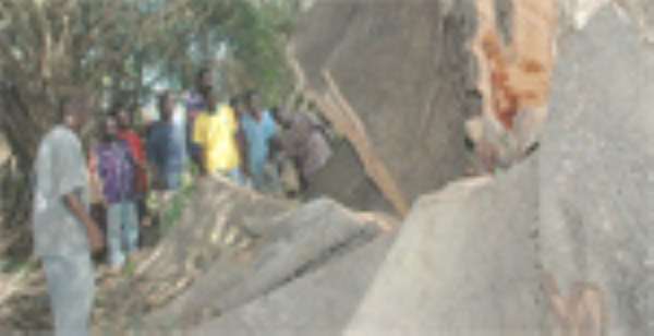 Highways Coughs ¢90m For Tree