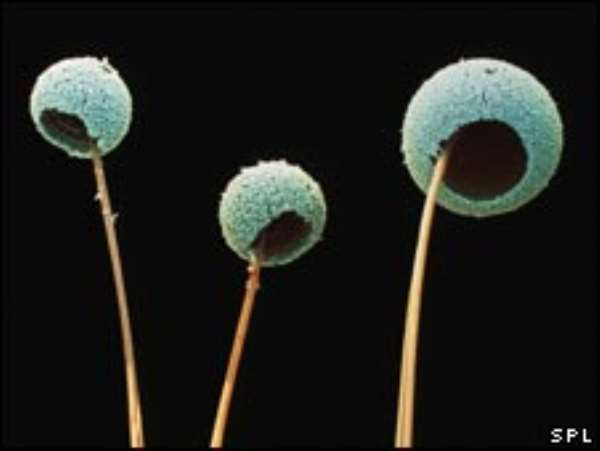 Gardeners warned over wood mould
