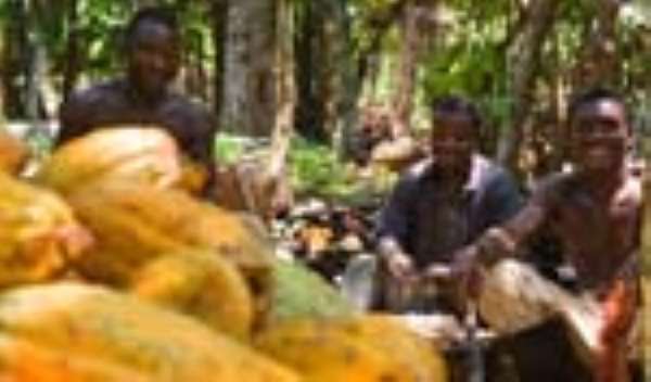 Cocoa Purchases Go Up