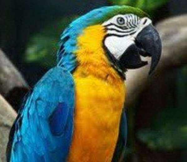 Police Responding To Distress Call Just To See Parrot Screaming 'Let Me Out!'