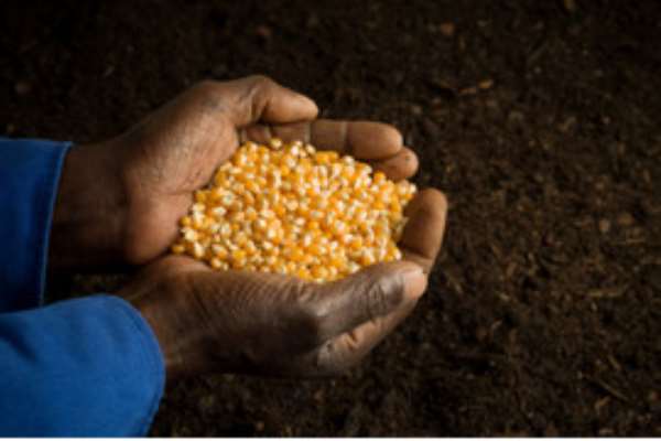 GMOs: African Seeds Are Not (Yet) A Commodity!