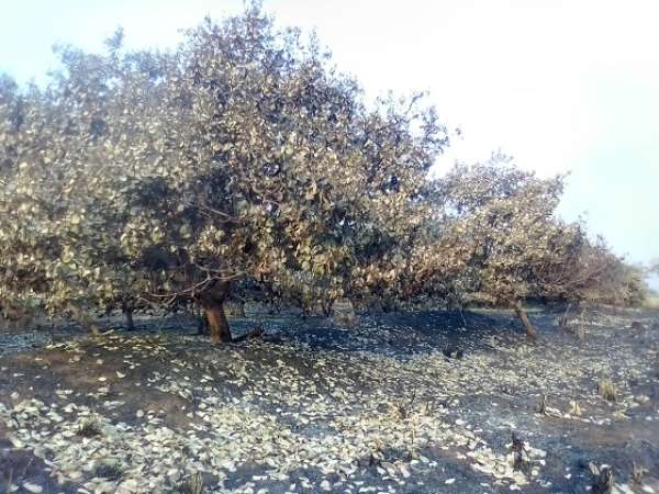 Fire Destroys 150 Maize Farms In Bono East