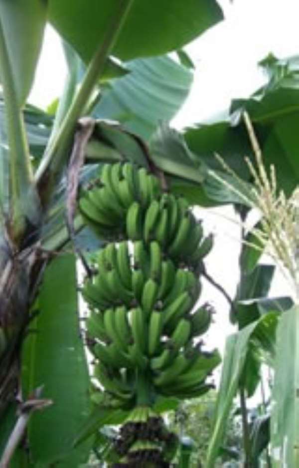 What experts say about Agriculture underdevelopment in Africa